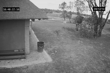 Thán phục chú voi biết bỏ rác vào thùng