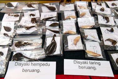 Malaysia bắt 2 người Việt Nam nghi săn trộm gấu, hổ quý hiếm