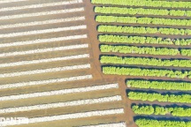 Ngỡ ngàng vẻ đẹp rừng ngập mặn bàu Cá Cái