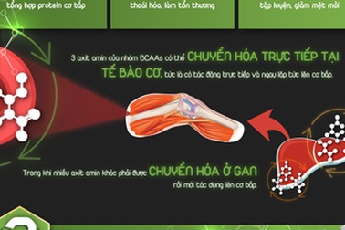 BCAAs - Điểm "khởi đầu" cho một cơ thể săn chắc ở nam giới
