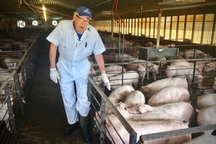 Ông nông dân biến chất thải lợn thành điện... thu bộn tiền