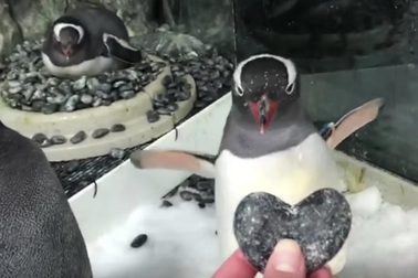 Cặp đôi chim cánh cụt đực đồng tính được tặng trứng để ấp như thật