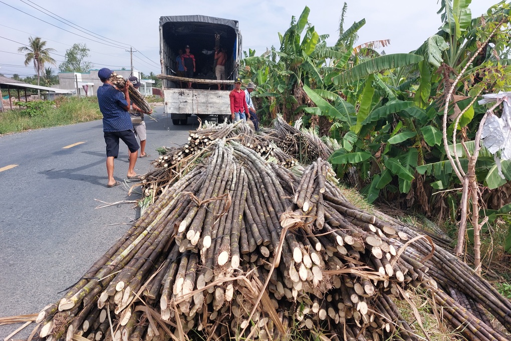 Trồng cây lấy nước ngọt gặp năm giá tốt, nông dân nhẹ tay thu tiền - 2 Trồng cây lấy nước ngọt gặp năm giá tốt, nông dân nhẹ tay thu tiền - 2