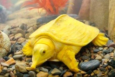 Bắt được con vật giống ba ba có màu vàng óng kỳ lạ