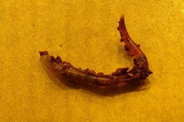 Giun đất có thể sinh sản trên sao Hỏa?