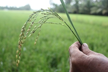 Ồ ạt trồng giống lúa... cho gà ăn