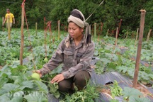 Trồng giống dưa lạ, chín trái nào thương lái "khuân" sạch