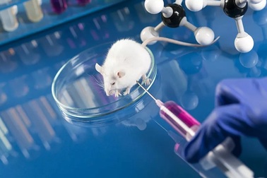 Các nhà khoa học chữa khỏi hoàn toàn một loại ung thư ở chuột