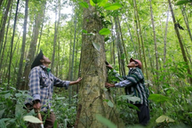 Chia nhau tiền tỷ bán tín chỉ carbon, người trồng thêm động lực giữ rừng