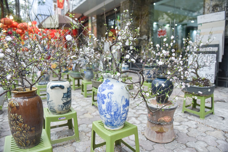 Ngắm những cây nhất chi mai, giá bạc triệu ngày cận Tết - 4 Ngắm những cây nhất chi mai, giá bạc triệu ngày cận Tết - 4