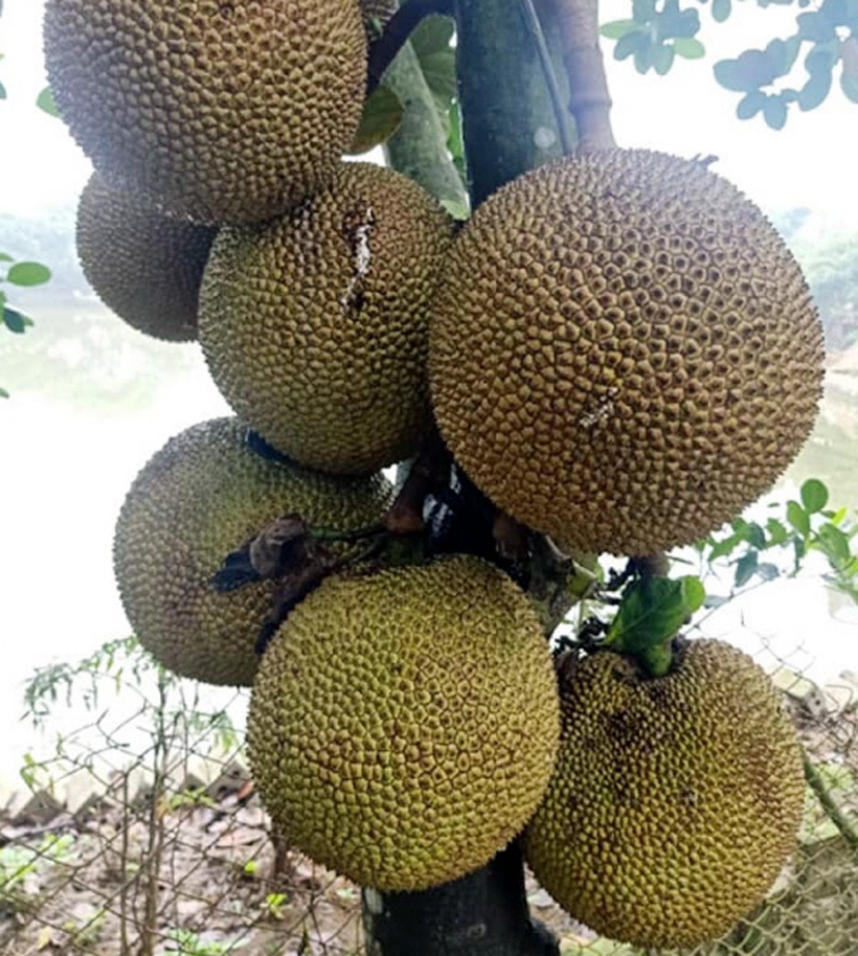 Cuối tuần tìm mua mít quê, bà chị công sở kiếm tiền triệu mỗi chuyến - 1 Cuối tuần tìm mua mít quê, bà chị công sở kiếm tiền triệu mỗi chuyến - 1