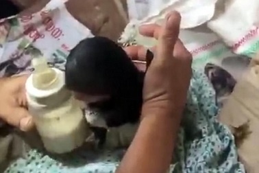 Dê không mắt, có miệng như người chào đời ở Ấn Độ