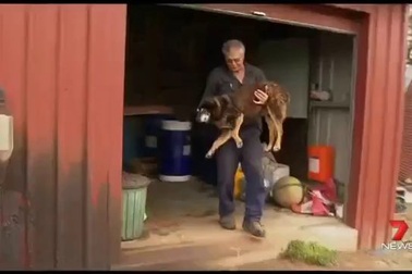 Chú chó già nhất thế giới qua đời ở tuổi 30