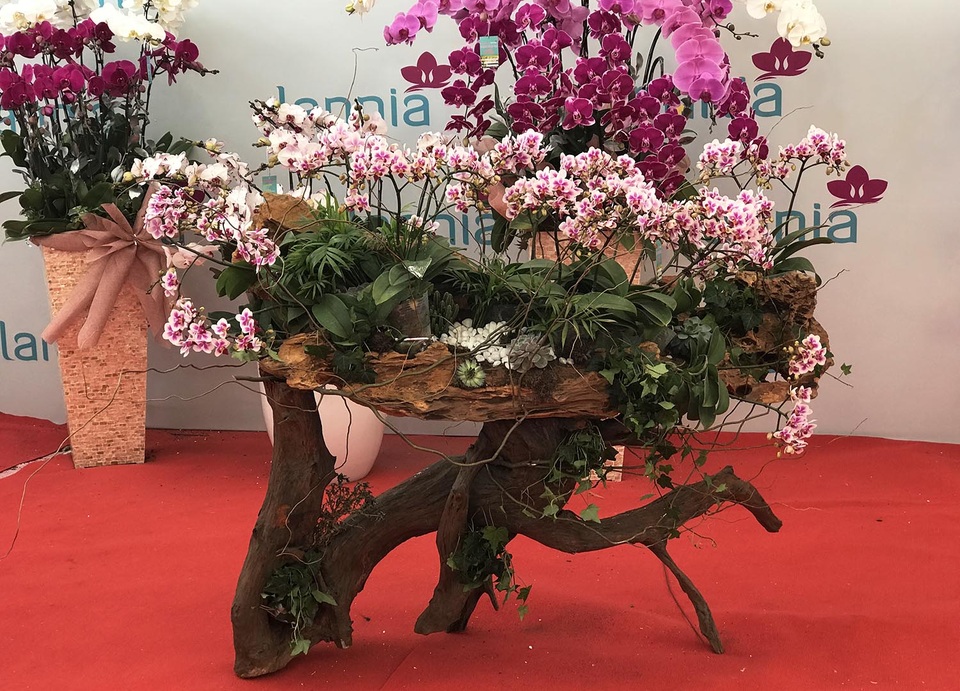 Bỏng tay với chậu lan Hồ điệp giá 165 triệu đồng cho đại gia chơi Tết - 6 Bỏng tay với chậu lan Hồ điệp giá 165 triệu đồng cho đại gia chơi Tết - 6