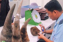 Có bảo kê đưa sừng tê giác vào Việt Nam