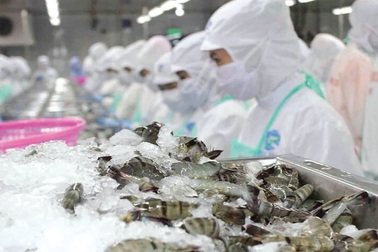 Mỹ công bố mức thuế sơ bộ với tôm Việt Nam