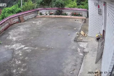 Gà mẹ hốt hoảng khi chim cắt lao vào cướp mất gà con