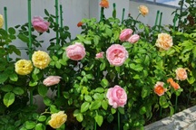 Những vườn hoa hồng tràn ngập hương sắc trên sân thượng của gia chủ Việt