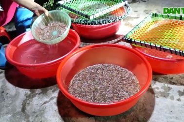 Tứ Kỳ, Hải Dương: Chong đèn đi săn "lộc trời", kiếm chục triệu/đêm