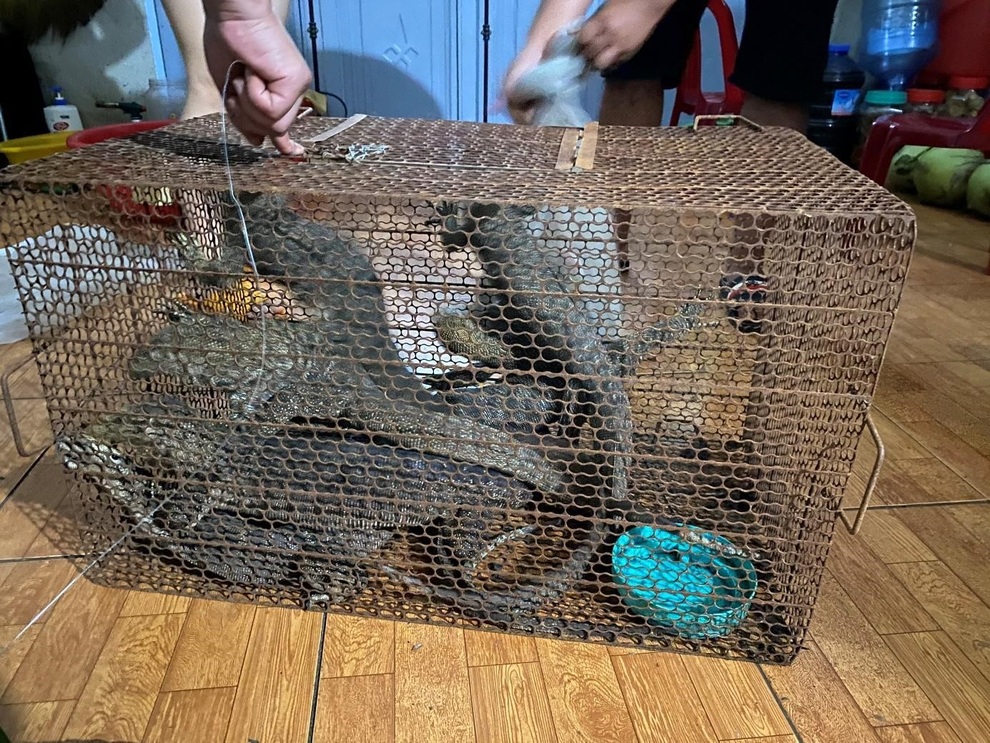 Bị phạt hơn một tỷ đồng vì trong nhà có 8 con kỳ đà - 1 Bị phạt hơn một tỷ đồng vì trong nhà có 8 con kỳ đà - 1