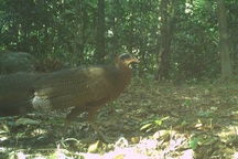 Động vật quý hiếm trong rừng nguyên sinh Quảng Bình