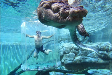 Lồng kính trong suốt cho phép du khách "đối mặt" với cá sấu