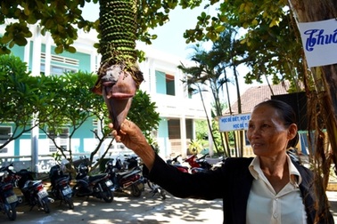 Độc đáo buồng chuối “siêu nải”