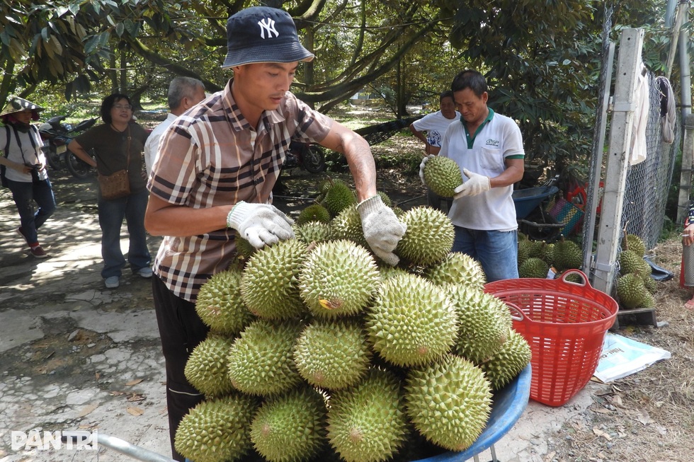 Quản lý mã vùng trồng như sổ đỏ để tăng tốc xuất khẩu rau quả - 1
