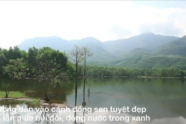 Cánh đồng sen tuyệt đẹp