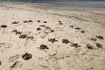 Sao biển ở Phú Quốc chết khô do du khách mang lên bờ chụp ảnh "sống ảo"