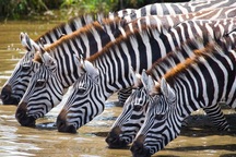 Vì sao ngựa vằn lại có sọc đen trắng?