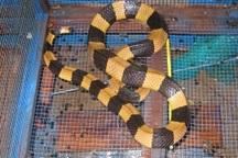 Ghé chợ rắn mùa nước nổi