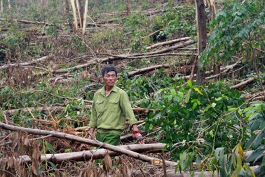 Rừng bị tàn phá sau bão có nguy cơ thành củi: Họp khẩn tìm giải pháp