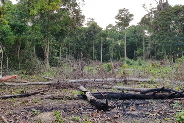 Rừng Phú Quốc cháy: Có dấu hiệu đốt phá rừng, chiếm đất