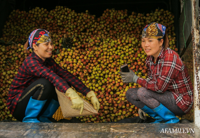 Ảnh: Mùa vải thiều vào vụ, có những người phụ nữ gồng mình chở hàng tạ vải qua sông - Ảnh 14.