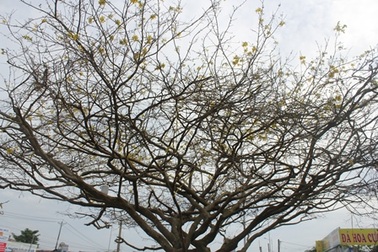 Ngắm “cụ” mai vàng hơn 100 năm được rao bán 1,1 tỷ đồng