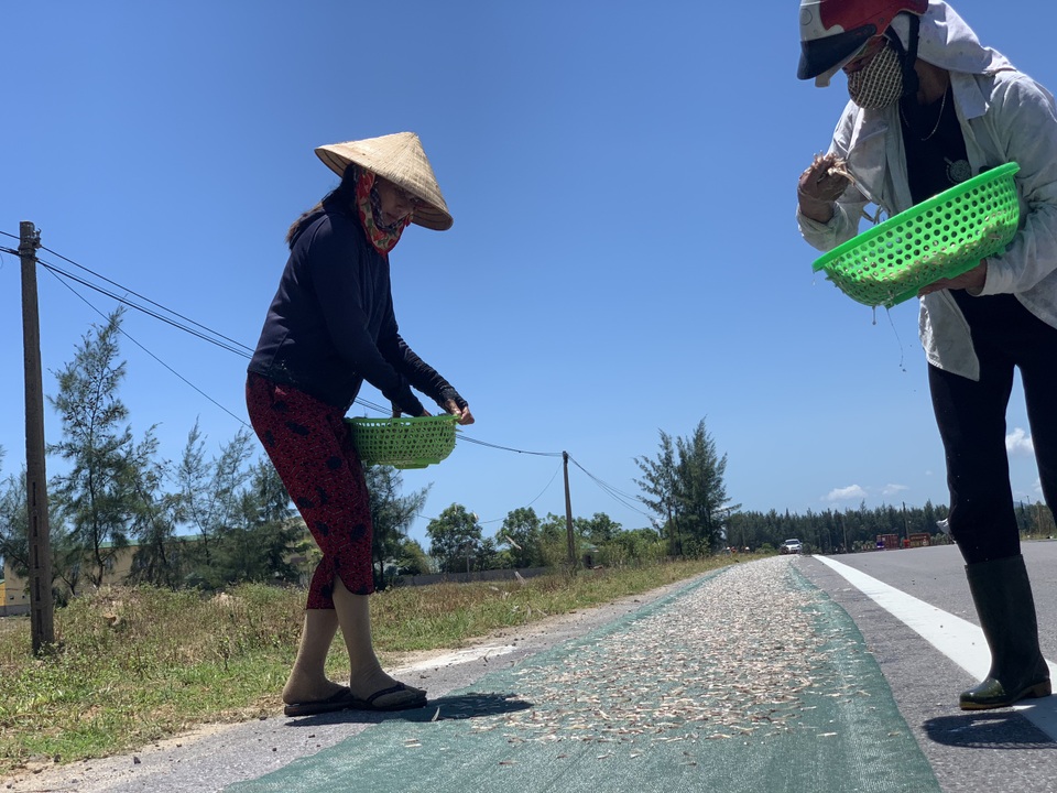 Lộc biển bất ngờ, ngư dân hối hả “cướp nắng” kiếm tiền triệu - 4 Lộc biển bất ngờ, ngư dân hối hả “cướp nắng” kiếm tiền triệu - 4