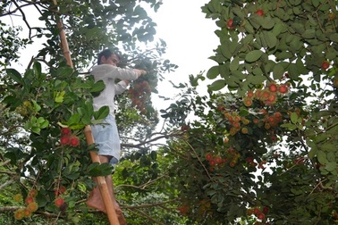 Đua nhau chặt bỏ chôm chôm “đặc sản”, trồng chôm chôm ngoại