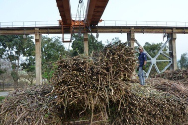 Doanh nghiệp mía đường đang là "con nợ" của người trồng mía