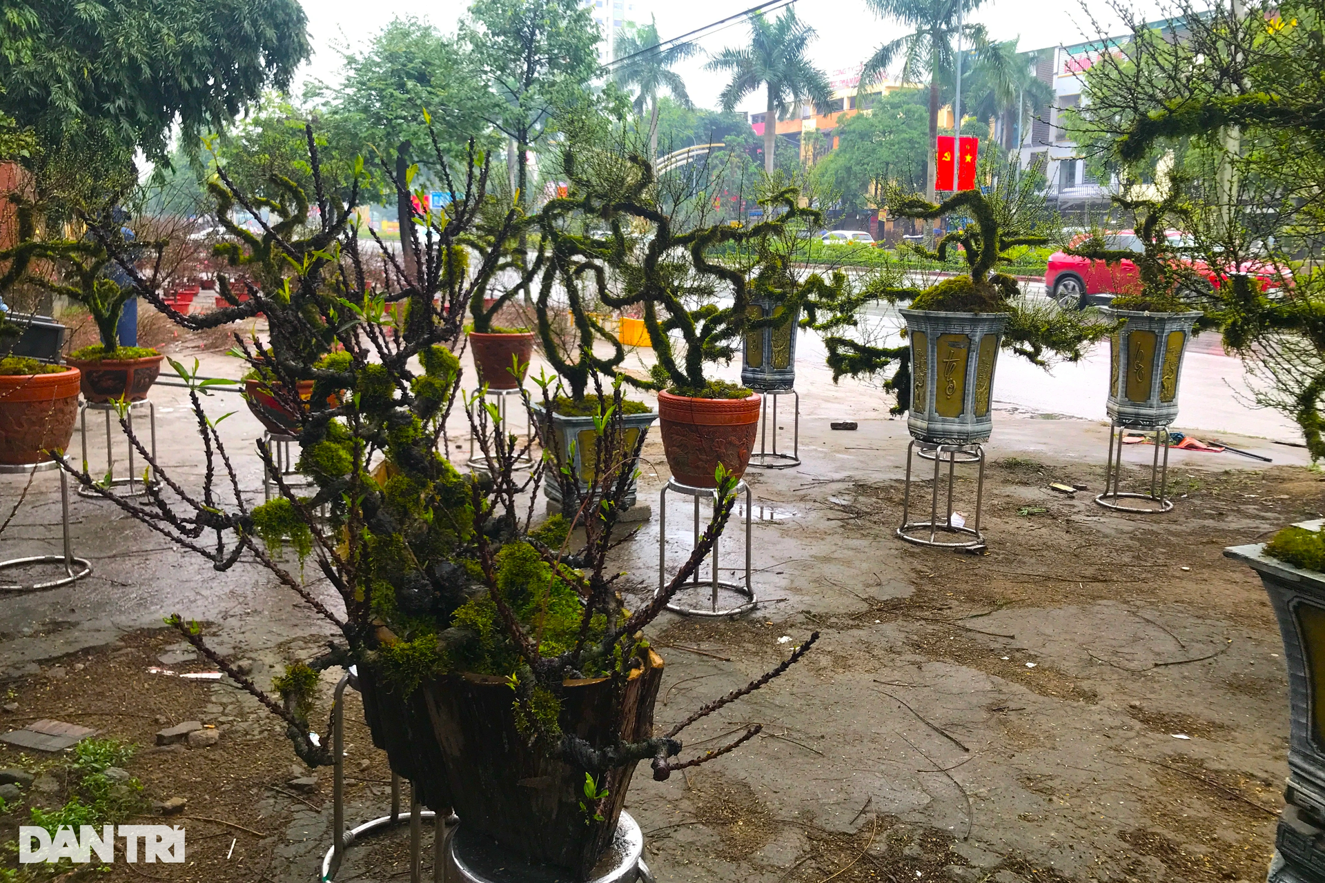 Nhất chi mai phủ đầy rêu độc lạ vượt hơn 400km phục vụ khách chơi Tết - 8 Nhất chi mai phủ đầy rêu độc lạ vượt hơn 400km phục vụ khách chơi Tết - 8