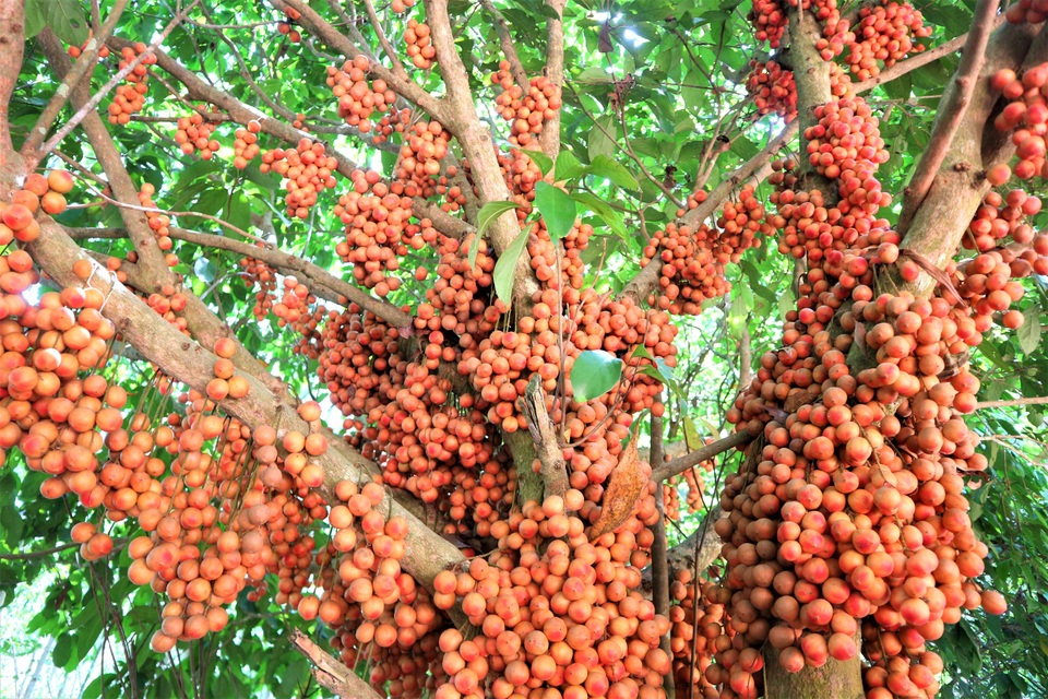 Du khách “lịm tim” với mùa dâu đất chín đỏ vùng trung du Quảng Nam - 1 Du khách “lịm tim” với mùa dâu đất chín đỏ vùng trung du Quảng Nam - 1