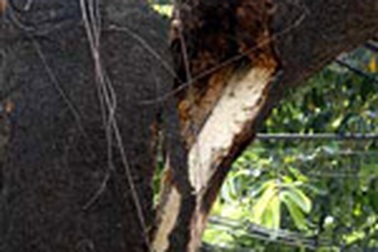 Cây cổ thụ sắp đè nhà dân 