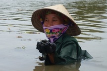 Kiếm tiền triệu mỗi ngày nhờ nghề cào "lộc biển"