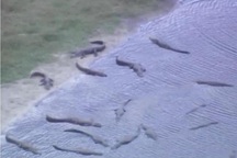 Kinh hoàng cá sấu lúc nhúc trong hố tử thần tại Florida