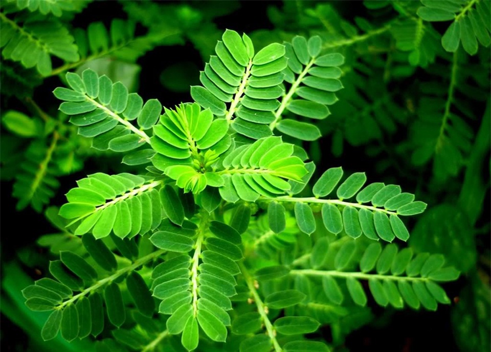 Muốn bồi bổ gan đừng bỏ qua 3 loại cây này - 2 Muốn bồi bổ gan đừng bỏ qua 3 loại cây này - 2