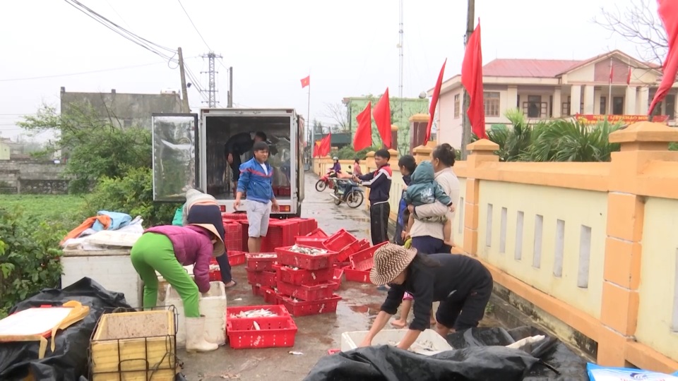 Ngư dân Quảng Bình trúng đậm cá trích ngày mở biển - 5 Ngư dân Quảng Bình trúng đậm cá trích ngày mở biển - 5