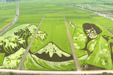 Chiêm ngưỡng kiệt tác nghệ thuật trên cánh đồng lúa mênh mông