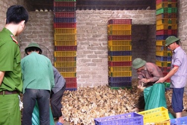 Phát hiện hàng vạn gia cầm giống… trên xe tải từ Trung Quốc vào nội địa