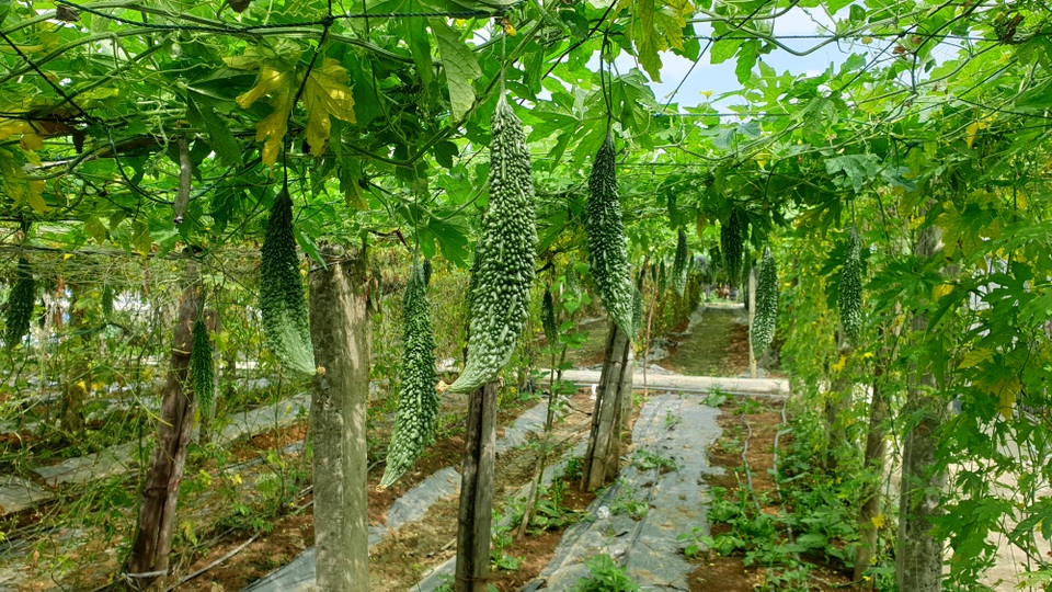 8X biến đồng trũng thành khu nông nghiệp công nghệ cao, thu hàng trăm triệu đồng - 3 8X biến đồng trũng thành khu nông nghiệp công nghệ cao, thu hàng trăm triệu đồng - 3