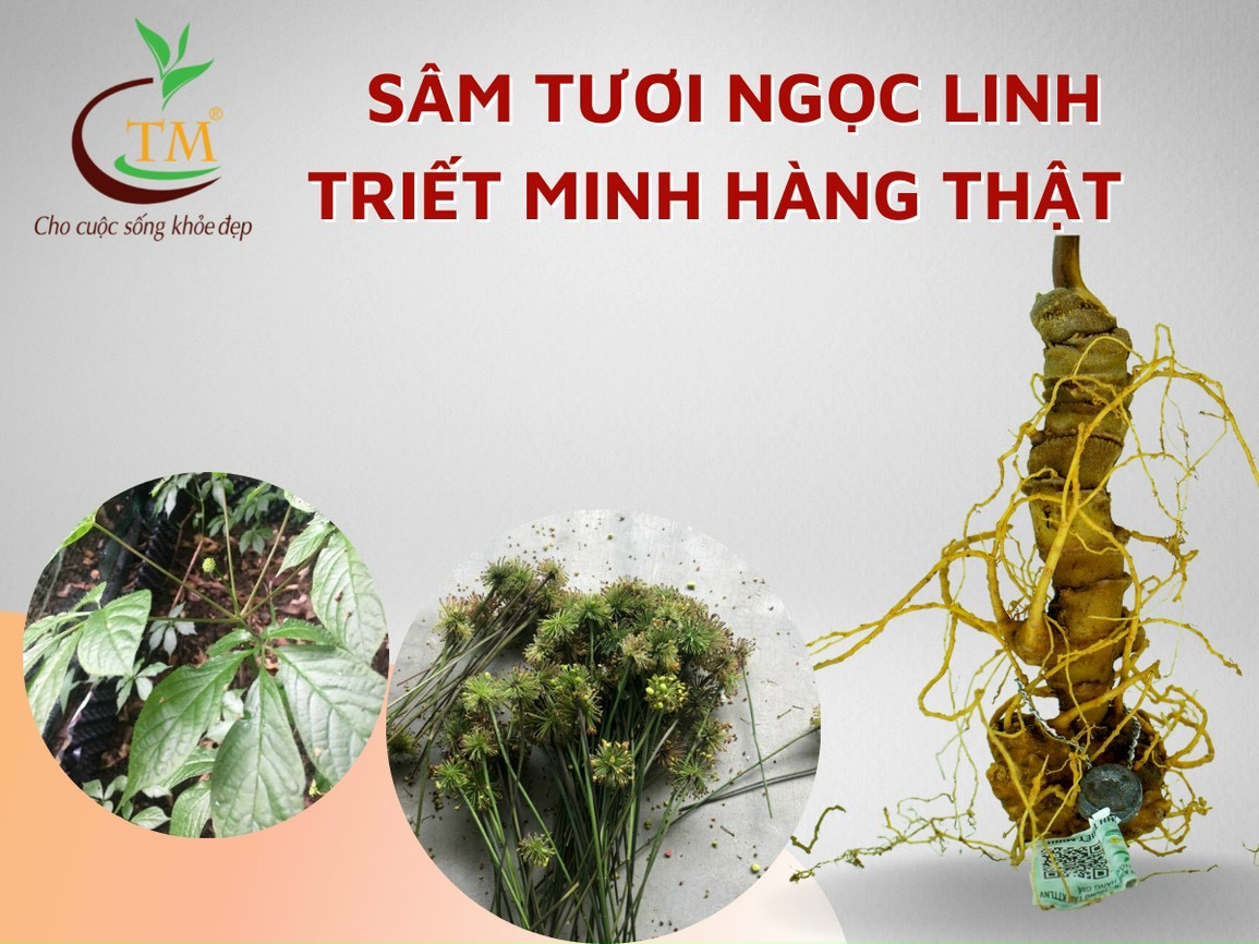 Sâm Ngọc  Linh Quốc Bảo Việt Nam - cẩn thận tránh tiền mất tật mang - 5 Sâm Ngọc  Linh Quốc Bảo Việt Nam - cẩn thận tránh tiền mất tật mang - 5